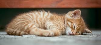 She might search the house looking for them or meow expecting a response. When Can Kittens Leave Their Mom Healthcare For Pets