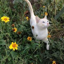 Emine Adli Kullanicinin Cute Animals Panosundaki Pin Sevimli Kedi Yavrulari Sevimli Kediler Sevimli Hayvan Yavrulari