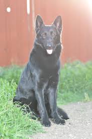 Bird And Pet Clinic Of Roseville Reviews Black German Shepherd My Stud Dog Lasiyan At Olympus German Shepherd Dogs Black German Shepherd Dog German Shepherd Dogs Black German Shepherd