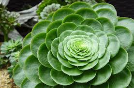 We did not find results for: Plante Grasse A Fleurs La Liste Des 30 Plus Belles Varietes