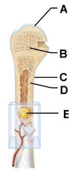 Fun biology educational game, suitable for online lessons and interactive classes. Print A P Chapter 6 Bones And Skeletal Tissues Flashcards Easy Notecards