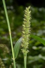 Image result for Cenchrus unisetus