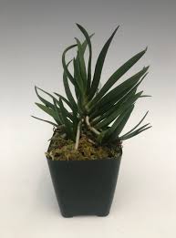 Image result for Podangis