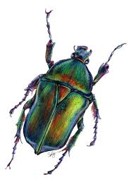 Scarab Beetle Drawing Art Print Colored Pencil Art Insect Illustration Beetle Drawing Beetle Art Color Pencil Art