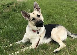 These are the dogs you see working with the army, the police, or herding. 10 Brilliant German Shepherd Colors Coats Markings
