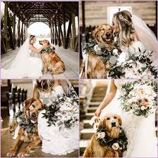 Wedding With Your Dog What More Could You Ask For Dogs Dogmom Precious Doggo Dogs Doggie Dog Wedding Pictures Dog Wedding Wedding Pets