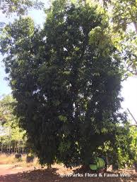 Image result for Dialium