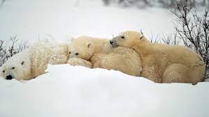 Seals are the mainstay of the polar bear diet and are essential to its survival, but when the going gets tough polar bears will eat seaweed, birds' eggs, lichen, berries and young walrus. Polar Bears Mammals Animals Eden Channel