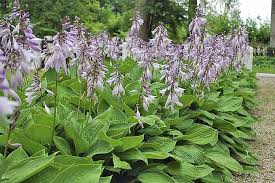 The ideal way to go is to plant some low maintenance. The 15 Best Flowering Ground Covers For Yard Gardener S Path Shade Perennials Flowers Perennials Annuals Vs Perennials