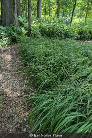 Image result for Carex