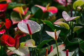 Use a support of some type, like a narrow ladder or open wall rack to control the growth of the flowering vines. 15 Plants That Bloom Indoors In Winter Homestead Brooklyn