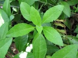 Sabah snake grass, singapore, singapore. Ashitaba Health Benefits Health Benefits