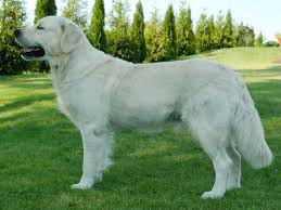 Golden Retriever Elityavru Com
