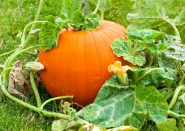 Wait until the plant soil is 70ºf or more before sowing seeds outdoors. When To Plant Pumpkins To Obtain Heavy Fall Crops Getrather Com