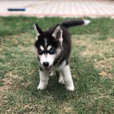 Quickly find the best offers for husky puppies for sale uk on newsnow classifieds. Siberian Husky Dog Buy And Sell Pets In Islamabad Pakistan