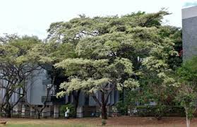 Image result for Dalbergia