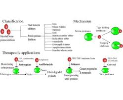 They block the function of hiv protease enzymes. Microbial Serine Protease Inhibitors And Their Therapeutic Applications Sciencedirect