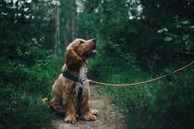 Puppy socialisation is a training process that helps puppies learn how to behave properly when they interact with humans, other dogs and other animals. Dog Training Bracknell Dog Behaviourists Puppy Training Socialisation