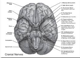 brain cns amy speech language therapy inc