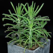 Image result for Secamone delagoensis