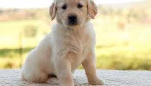 I got my start in 2003 with the very beautiful french import, touch of silk (thus silkspun). Golden Retriever Birmingham Al Petsidi