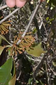 Image result for Manilkara sansibarensis