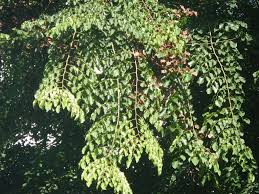 Image result for Pterocarpus indicus