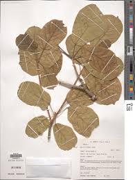 Image result for Sterculia subviolacea