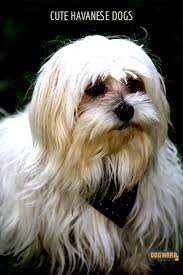 At joyful havanese puppies we breed havanese puppies from champions. Delightful Havanese Dogs Haircuts Faces Dog Warp