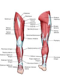The muscular system consists of the skeletal muscles and their associated structures. Leg Taber S Medical Dictionary