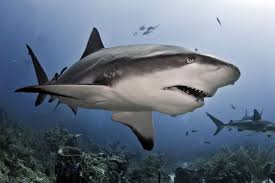 Image result for shark