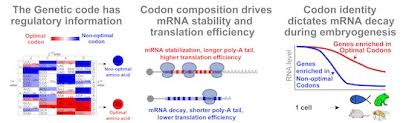 The mrna is an rna version of the gene that leaves the cell nucleus and moves to the cytoplasm where proteins are made. Codon Identity Regulates Mrna Stability And Translation Efficiency During The Maternal To Zygotic Transition The Embo Journal
