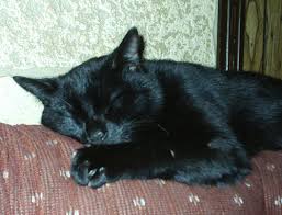 It is easy to say 'let's talk about love'. Satan Was A Black Cat On The Maine Farm Meinmaine Blog