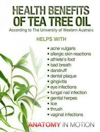 Tree Tree Oil Tea Tree Oil Benefits Tea Tree Oil Uses Oils