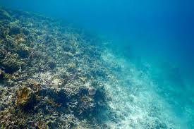 Image result for Hypoxis subspicata