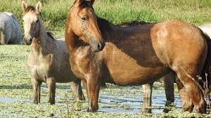 Cavalo Pantaneiro | Univitt&aacute;
