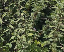 Image result for Sida rhombifolia