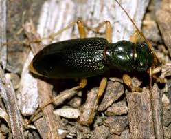 Image result for Tridactyle virginea