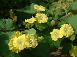 Image result for Merremia verecunda