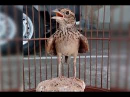 Burung branjangan dengan ciri khas jambul di atas kepalanya branjangan jawa gacor kicauan rame video kicau burung branjangan gacor branjangan jawa. Branjangan Gacor Suara Ngotot Kicauan Paling Rame Youtube