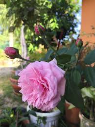 Đầu tiên phải kể đến là giá thể trồng hoa. Bishop Castle Rose Koleksi Peribadi Mamilyssa Garden Facebook