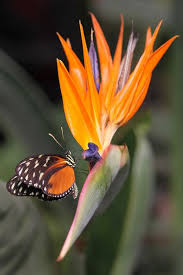 Bird Of Paradise Images Pin De Butterfly Lady En Stunning Butterflies Flores Aves Del Paraiso Ave Del Paraiso Flores Tropicales