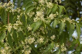 Image result for Azadirachta indica
