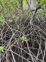 Image result for Rhizophora
