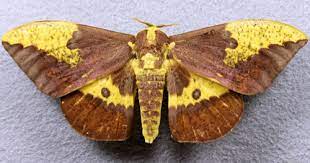 This is the follow up video to the imperial moth caterpillar video i did. Imperial Moth Eacles Imperialis Imperialis Drury 1773
