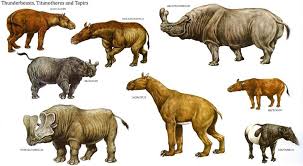 (4 tons range) elasmotherium sibiricum f. Embolotherium Brontotherium Primal I Have A Small Nitpick With One Of The Mammoth Missions Farcry Embolotherium Are Squat Stocky Creatures With Hollow Bony Protrusions On Their Snouts That Are Used