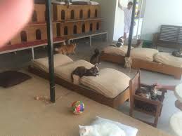 Cat House Lara Barut Collection Antalya Resmi Tripadvisor