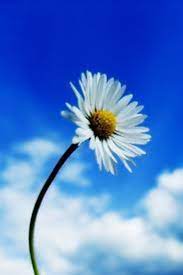 Single Flower Daisy Wallpaper Flowers White Flowers