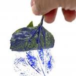 Summer Discovery Program: Nature Art