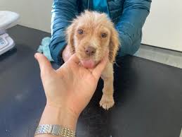 Image result for what do Cheyletiella look like in dog fur